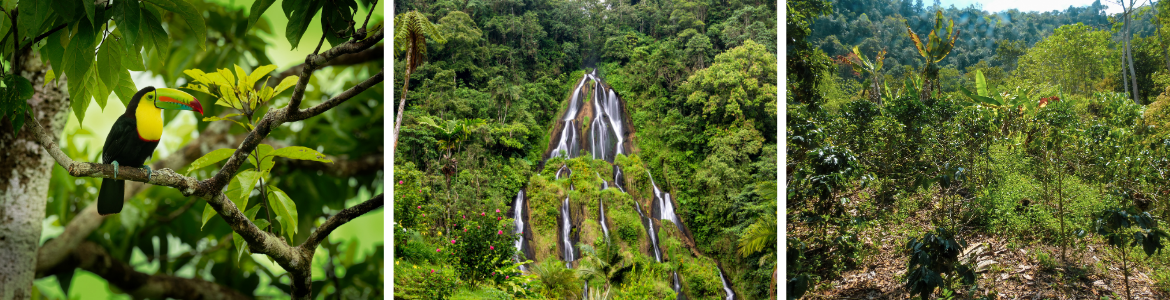  kawa-ziarnista-speciality-geisha-pochodzenie-Kolumbia-palarnia_kawy-quba-caffe