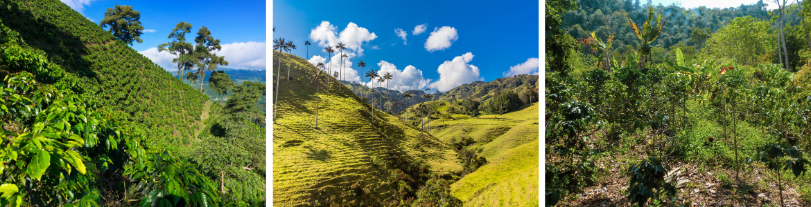  kawa-ziarnista-speciality-colombia-ginger-redmint-palarnia-kawy