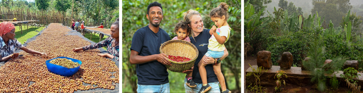 Kawa ziarnista RedMint Speciality Ethiopia Taferi Kela 250g – SCA 86,75 kawa-ziarnista-speciality-ethiopia-sidamo-redmint-palarnia-kawy