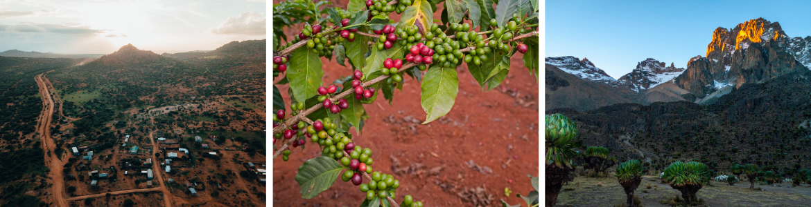 Kawa ziarnista RedMint 250g Speciality Kenya Baragwi Guama kawa-ziarnista-speciality-kenia-redmint-palarnia-kawy